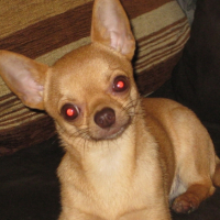 Photo #226456 de Dingo