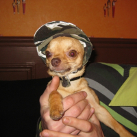 Photo #226461 de Dingo