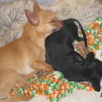Photo #226469 de Dingo