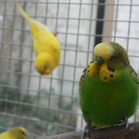Photo #226487 de Les pioux
