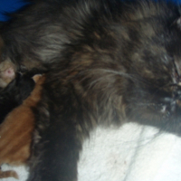 Photo #226501 de Lilou
