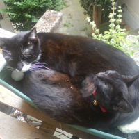 Avec Punky dans une jardinière...