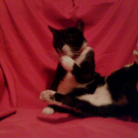 Photo #226525 de Yoko