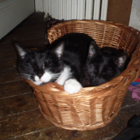 Photo #226534 de Yoko