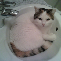 Photo #226541 de Vanille
