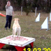 Alaska (4ans et demi) en Agility (depart sur table) - 13 fevrier 2010 - St Julien de Beychevelle - Medoc