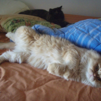Photo #226551 de Dragon
