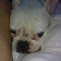Photo #226553 de Verone
