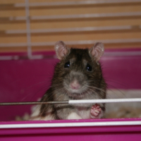 Photo #226567 de Sita
