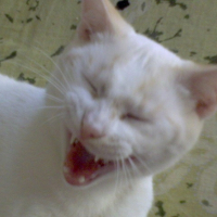 attention chat méchant !