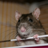 Photo #226587 de Sita