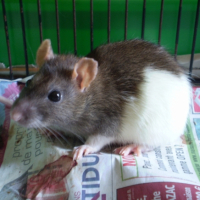 Photo #226588 de Sita