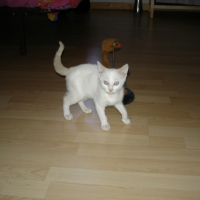 Photo #226595 de Piou
