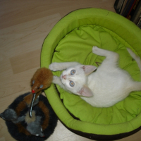 Photo #226597 de Piou