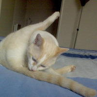 Photo #226598 de Piou
