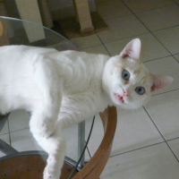 Photo #226601 de Piou