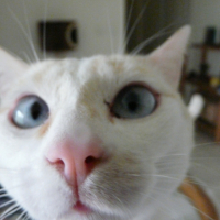 Photo #226602 de Piou