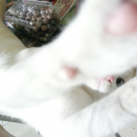 Photo #226603 de Piou