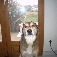 Photo #226604 de Voyou