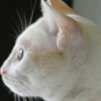 Photo #226607 de Piou