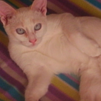 Photo #226608 de Piou