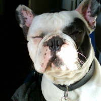 Photo #226613 de Stitch
