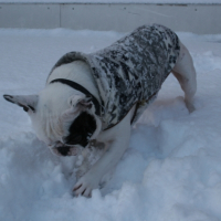 Photo #226618 de Stitch
