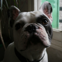 Photo #226619 de Stitch