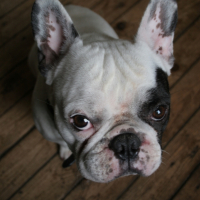 Photo #226620 de Stitch