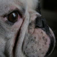 Photo #226622 de Stitch