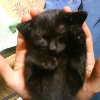 Photo #226635 de Punky