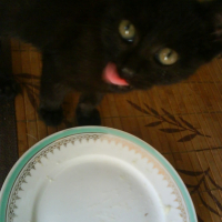 Photo #226639 de Punky