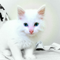 Photo #226709 de Missa