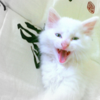 Photo #226711 de Missa