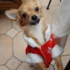 A NOEL 