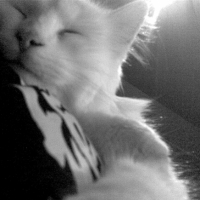 Photo #226714 de Missa