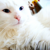 Photo #226716 de Missa