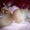 princesse et son frere