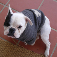 Photo #226802 de Coco