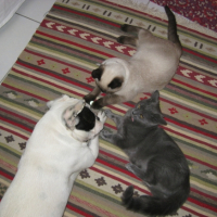 Photo #226806 de Coco