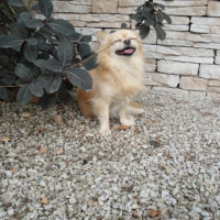 Fou rire de Chico !!