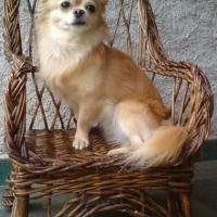 Photo #226814 de Gucci