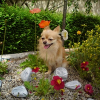 Photo #226817 de Gucci