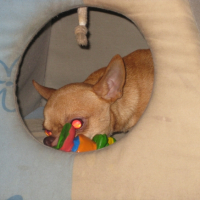 Photo #226821 de Dingo