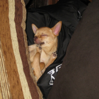Photo #226824 de Dingo