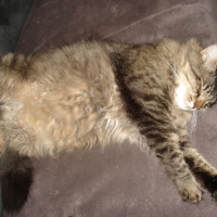 Photo #226936 de Bao