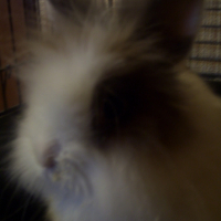 Photo #226952 de Lola