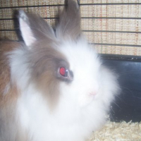 Photo #226953 de Lola