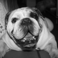 Photo #226993 de Vito