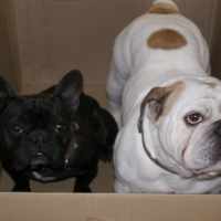 Photo #226995 de Vito